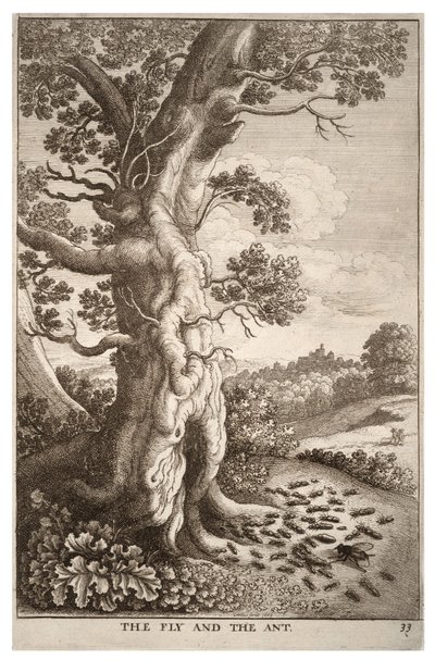 La mouche et la fourmi - Wenceslaus Hollar